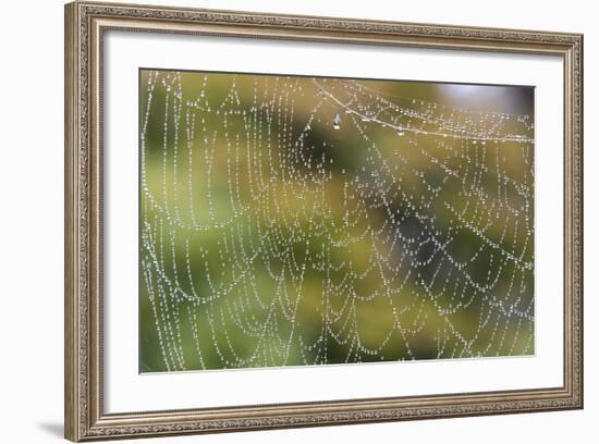 USA, WA. Raindrops Decorate Spider Web. Fall Color Backdrop-Trish Drury-Framed Photographic Print