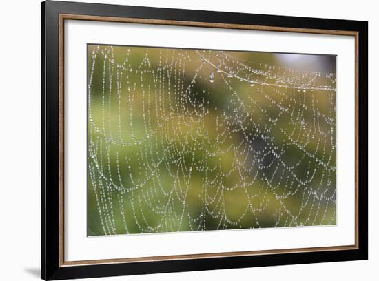 USA, WA. Raindrops Decorate Spider Web. Fall Color Backdrop-Trish Drury-Framed Photographic Print