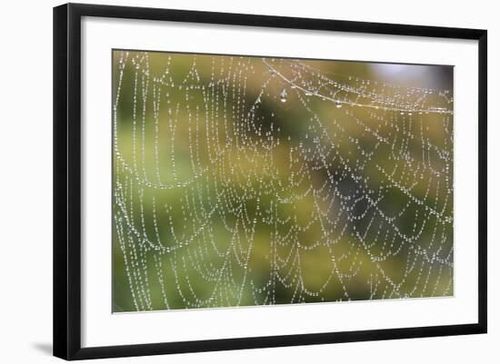 USA, WA. Raindrops Decorate Spider Web. Fall Color Backdrop-Trish Drury-Framed Photographic Print