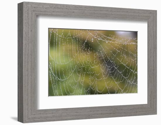 USA, WA. Raindrops Decorate Spider Web. Fall Color Backdrop-Trish Drury-Framed Photographic Print