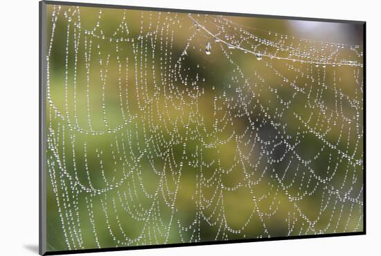 USA, WA. Raindrops Decorate Spider Web. Fall Color Backdrop-Trish Drury-Mounted Photographic Print