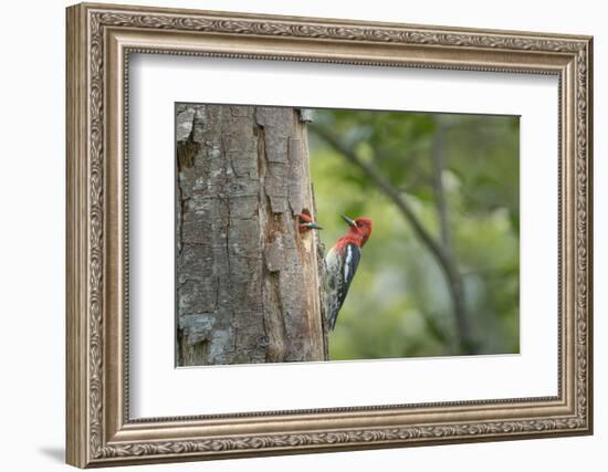 USA, WA. Red-breasted Sapsucker (Sphyrapicus ruber) mated pair at their nest in a red alder snag.-Gary Luhm-Framed Photographic Print