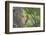 USA, WA. Red-breasted Sapsucker (Sphyrapicus ruber) mated pair at their nest in a red alder snag.-Gary Luhm-Framed Photographic Print