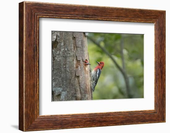 USA, WA. Red-breasted Sapsucker (Sphyrapicus ruber) mated pair at their nest in a red alder snag.-Gary Luhm-Framed Photographic Print