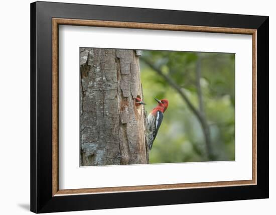 USA, WA. Red-breasted Sapsucker (Sphyrapicus ruber) mated pair at their nest in a red alder snag.-Gary Luhm-Framed Photographic Print