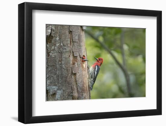 USA, WA. Red-breasted Sapsucker (Sphyrapicus ruber) mated pair at their nest in a red alder snag.-Gary Luhm-Framed Photographic Print