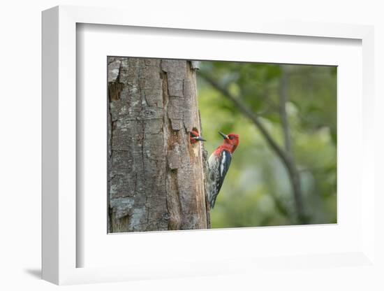 USA, WA. Red-breasted Sapsucker (Sphyrapicus ruber) mated pair at their nest in a red alder snag.-Gary Luhm-Framed Photographic Print