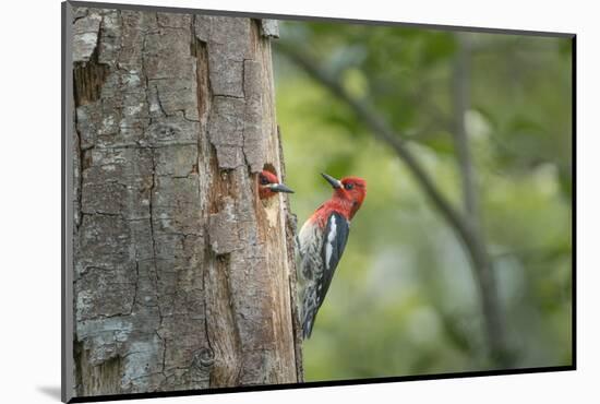 USA, WA. Red-breasted Sapsucker (Sphyrapicus ruber) mated pair at their nest in a red alder snag.-Gary Luhm-Mounted Photographic Print