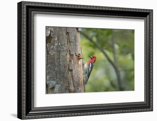 USA, WA. Red-breasted Sapsucker (Sphyrapicus ruber) mated pair at their nest in a red alder snag.-Gary Luhm-Framed Photographic Print