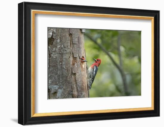 USA, WA. Red-breasted Sapsucker (Sphyrapicus ruber) mated pair at their nest in a red alder snag.-Gary Luhm-Framed Photographic Print