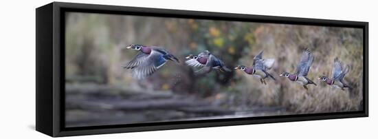 USA, WA. Sequence flight of an adult male Wood Duck (Aix Sponsa) over a marsh-Gary Luhm-Framed Premier Image Canvas