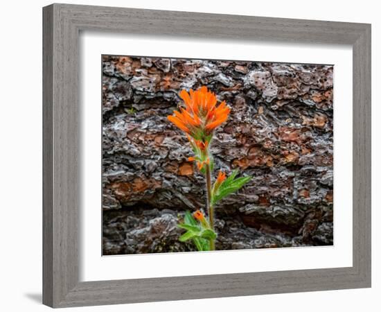 USA, WA, Table Mountain eastern Cascade Mountains Indian Paint Brush besides Ponderosa Pine Bark-Sylvia Gulin-Framed Photographic Print