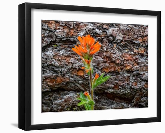 USA, WA, Table Mountain eastern Cascade Mountains Indian Paint Brush besides Ponderosa Pine Bark-Sylvia Gulin-Framed Photographic Print