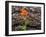 USA, WA, Table Mountain eastern Cascade Mountains Indian Paint Brush besides Ponderosa Pine Bark-Sylvia Gulin-Framed Photographic Print