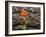 USA, WA, Table Mountain eastern Cascade Mountains Indian Paint Brush besides Ponderosa Pine Bark-Sylvia Gulin-Framed Photographic Print