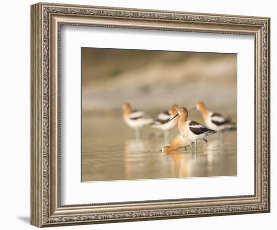 USA, Washington. American Avocets in Mating Behavior at Soap Lake-Gary Luhm-Framed Photographic Print