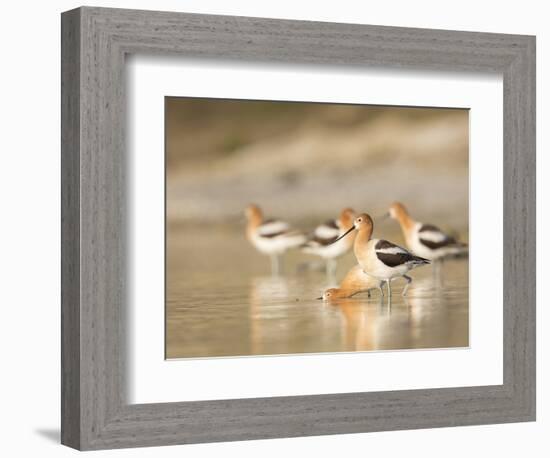 USA, Washington. American Avocets in Mating Behavior at Soap Lake-Gary Luhm-Framed Photographic Print