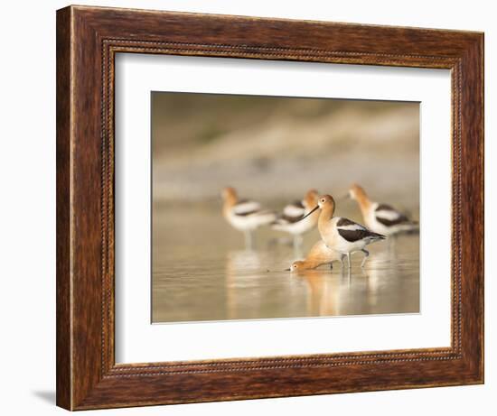 USA, Washington. American Avocets in Mating Behavior at Soap Lake-Gary Luhm-Framed Photographic Print