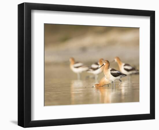 USA, Washington. American Avocets in Mating Behavior at Soap Lake-Gary Luhm-Framed Photographic Print