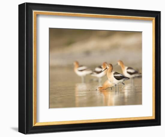 USA, Washington. American Avocets in Mating Behavior at Soap Lake-Gary Luhm-Framed Photographic Print