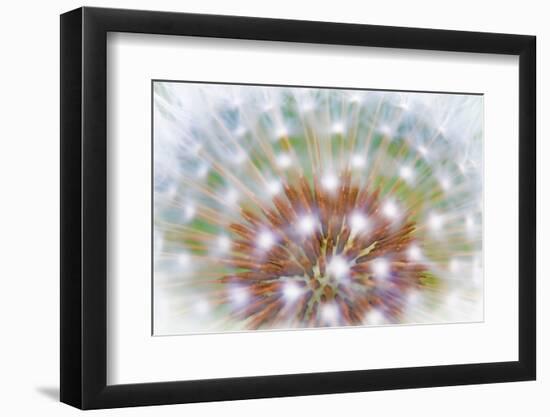 USA, Washington, Bainbridge Island. Abstract of Dandelion Seed Head-Jaynes Gallery-Framed Photographic Print