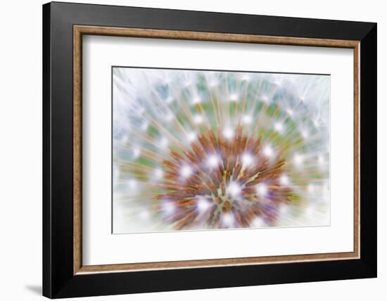 USA, Washington, Bainbridge Island. Abstract of Dandelion Seed Head-Jaynes Gallery-Framed Photographic Print