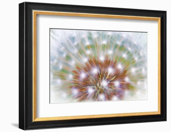 USA, Washington, Bainbridge Island. Abstract of Dandelion Seed Head-Jaynes Gallery-Framed Photographic Print