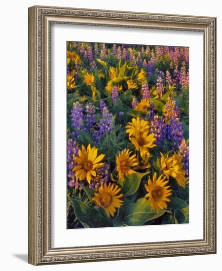 USA, Washington. Balsamroot and Lupine in Evening Light-Steve Terrill-Framed Photographic Print