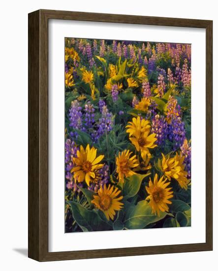 USA, Washington. Balsamroot and Lupine in Evening Light-Steve Terrill-Framed Photographic Print