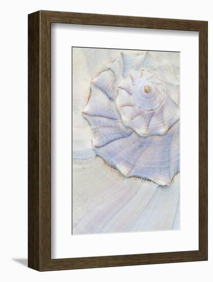 USA, Washington. Close-up of pastel seashell.-Jaynes Gallery-Framed Photographic Print