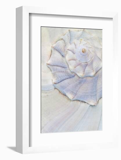 USA, Washington. Close-up of pastel seashell.-Jaynes Gallery-Framed Photographic Print