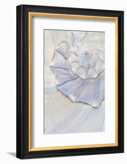 USA, Washington. Close-up of pastel seashell.-Jaynes Gallery-Framed Photographic Print