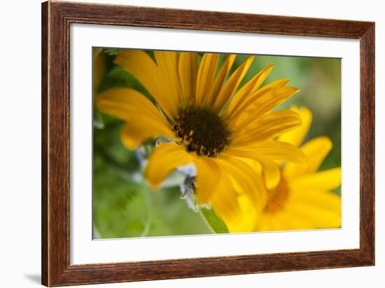 USA, Washington, Columbia Gorge, Arrowleaf Balsam Root in Bloom-Terry Eggers-Framed Photographic Print