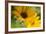 USA, Washington, Columbia Gorge, Arrowleaf Balsam Root in Bloom-Terry Eggers-Framed Photographic Print