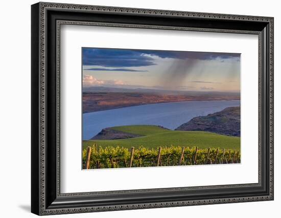 USA, Washington, Columbia Valley. Rain Falls on the Benches Vineyard-Janis Miglavs-Framed Photographic Print