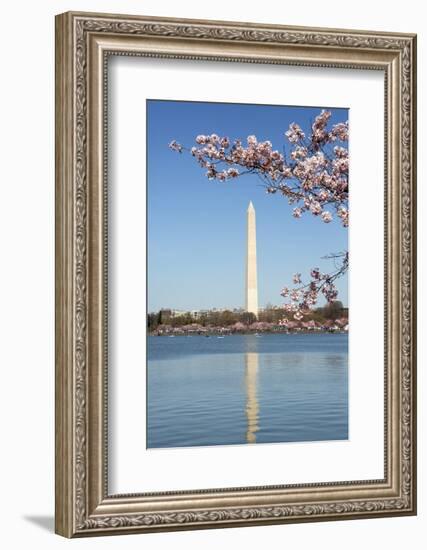 USA, Washington D.C. The Washington Monument framed by cherry blossoms-Charles Sleicher-Framed Photographic Print