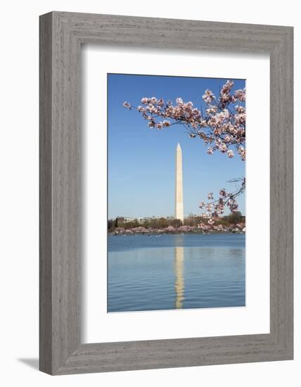 USA, Washington D.C. The Washington Monument framed by cherry blossoms-Charles Sleicher-Framed Photographic Print