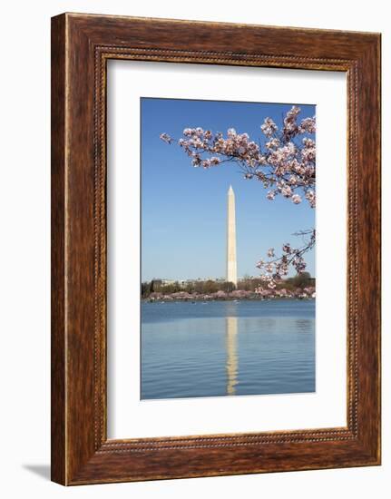USA, Washington D.C. The Washington Monument framed by cherry blossoms-Charles Sleicher-Framed Photographic Print