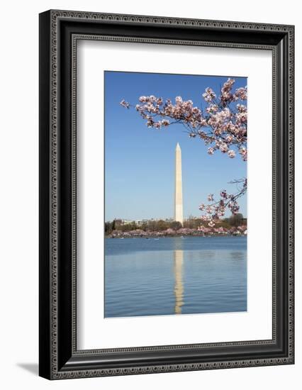 USA, Washington D.C. The Washington Monument framed by cherry blossoms-Charles Sleicher-Framed Photographic Print