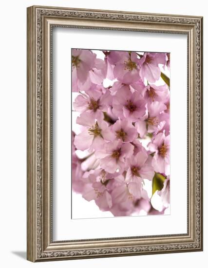 USA, Washington DC, Cherry Blossoms, Tidal Basin-Hollice Looney-Framed Photographic Print