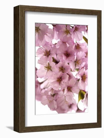 USA, Washington DC, Cherry Blossoms, Tidal Basin-Hollice Looney-Framed Photographic Print