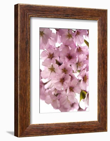 USA, Washington DC, Cherry Blossoms, Tidal Basin-Hollice Looney-Framed Photographic Print