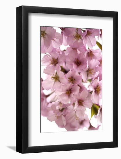 USA, Washington DC, Cherry Blossoms, Tidal Basin-Hollice Looney-Framed Photographic Print