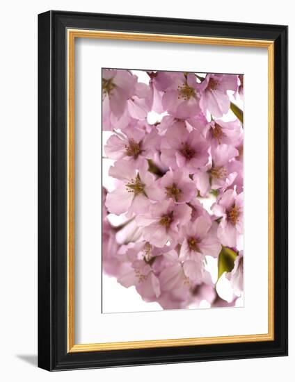 USA, Washington DC, Cherry Blossoms, Tidal Basin-Hollice Looney-Framed Photographic Print