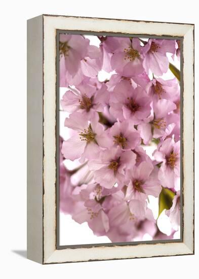 USA, Washington DC, Cherry Blossoms, Tidal Basin-Hollice Looney-Framed Premier Image Canvas