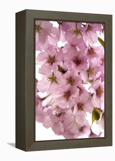 USA, Washington DC, Cherry Blossoms, Tidal Basin-Hollice Looney-Framed Premier Image Canvas