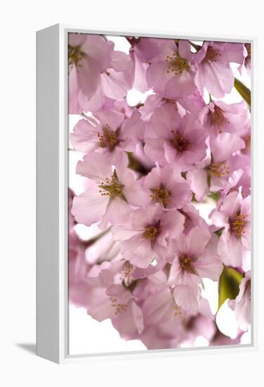 USA, Washington DC, Cherry Blossoms, Tidal Basin-Hollice Looney-Framed Premier Image Canvas