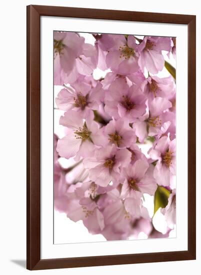 USA, Washington DC, Cherry Blossoms, Tidal Basin-Hollice Looney-Framed Photographic Print