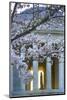 USA, Washington DC, Jefferson Memorial with Cherry Blossoms-Hollice Looney-Mounted Photographic Print