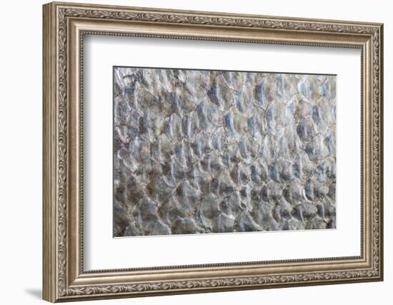 USA, Washington. Detail Abstract of Fish Scales-Don Paulson-Framed Photographic Print